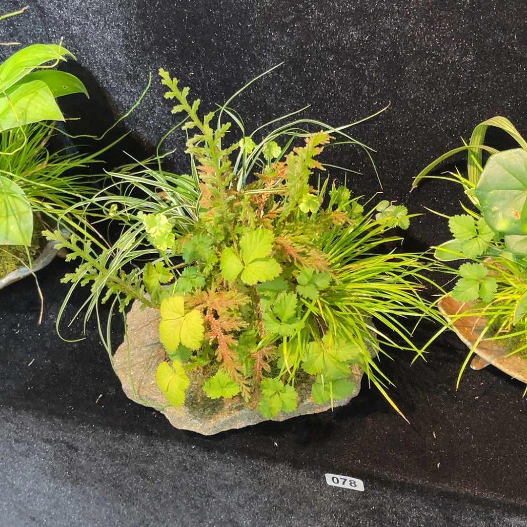 无花朵他****。日本山野草