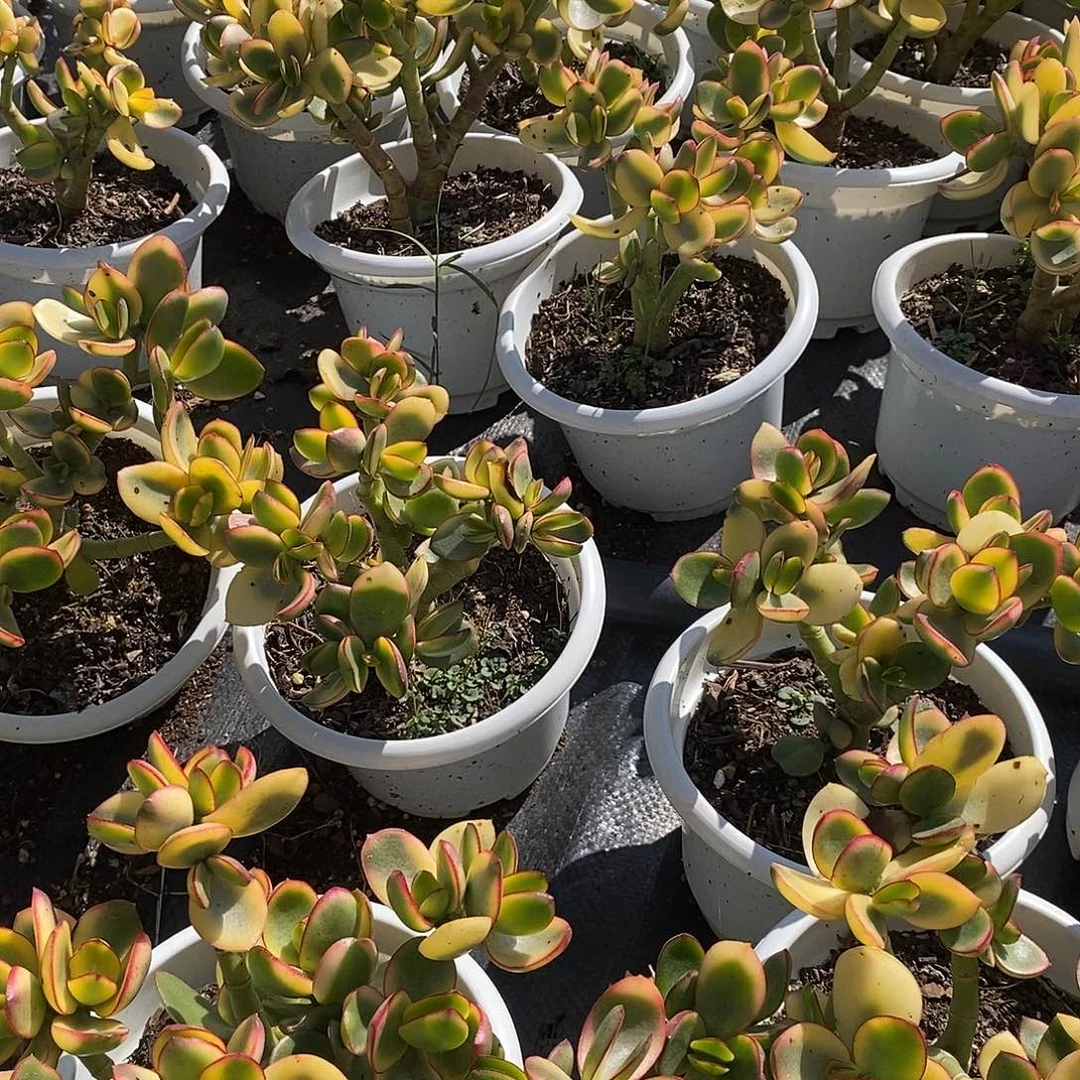 新花月锦2盆多肉植物