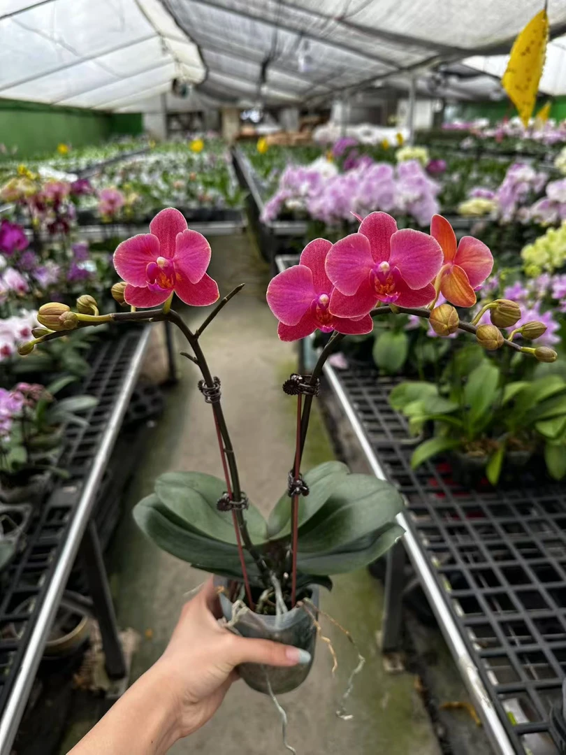 【年糕】3.0杯寸 蝴蝶兰盆栽室内植物花卉好养活