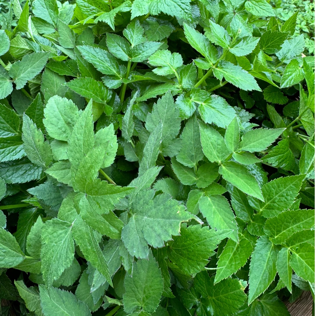 贵州野菜锦屏九寨高坡丫脚板菜鸭儿芹水芹菜