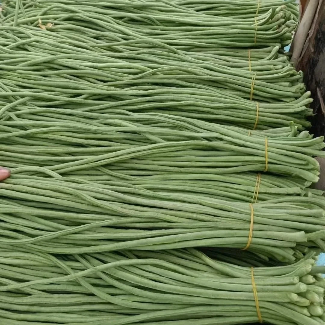 豆角新鲜长豆角现摘批发豇豆新鲜长豇豆带豆批发泡沫箱装冰袋保鲜