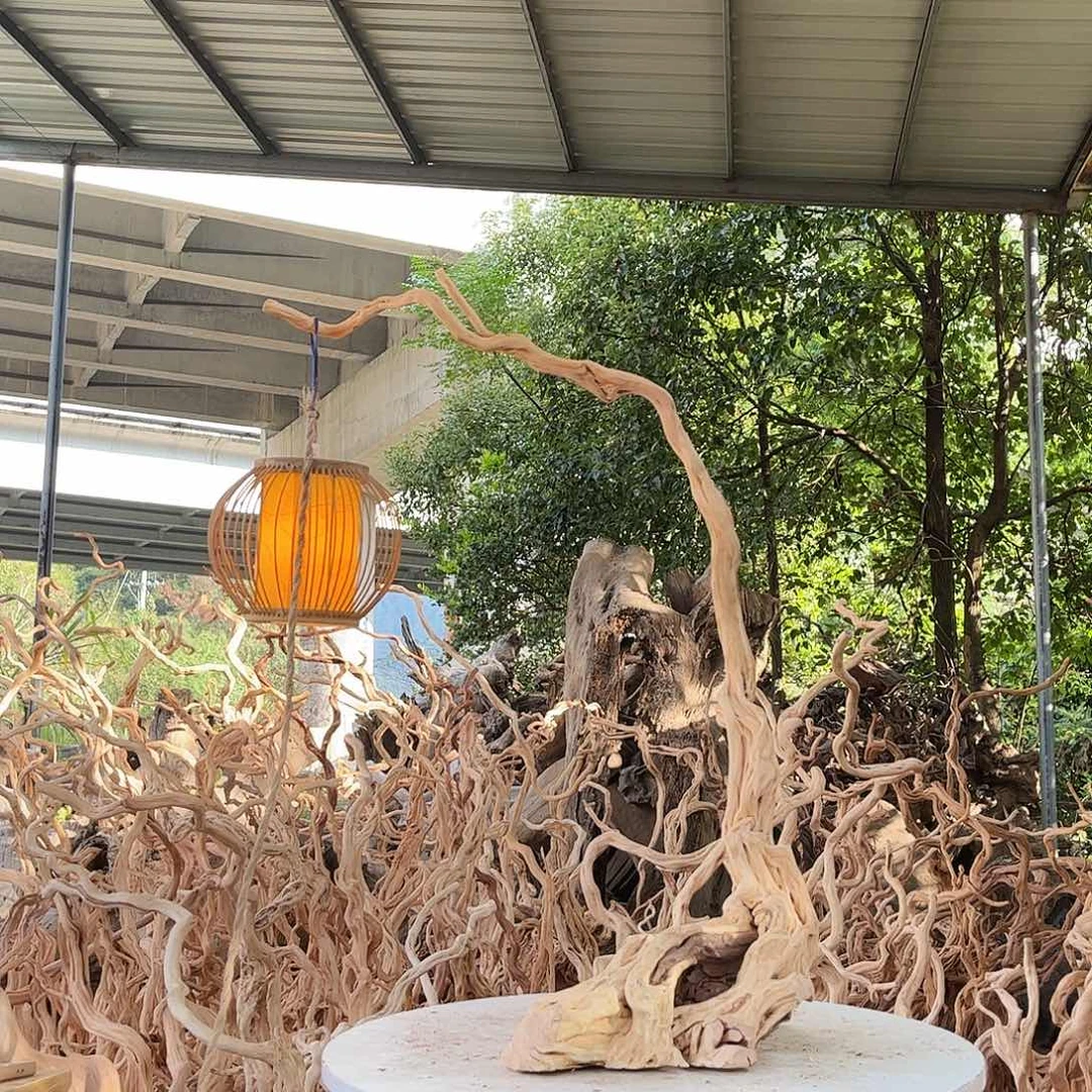 抖***害木我是一只小小鸟地域鬼的
