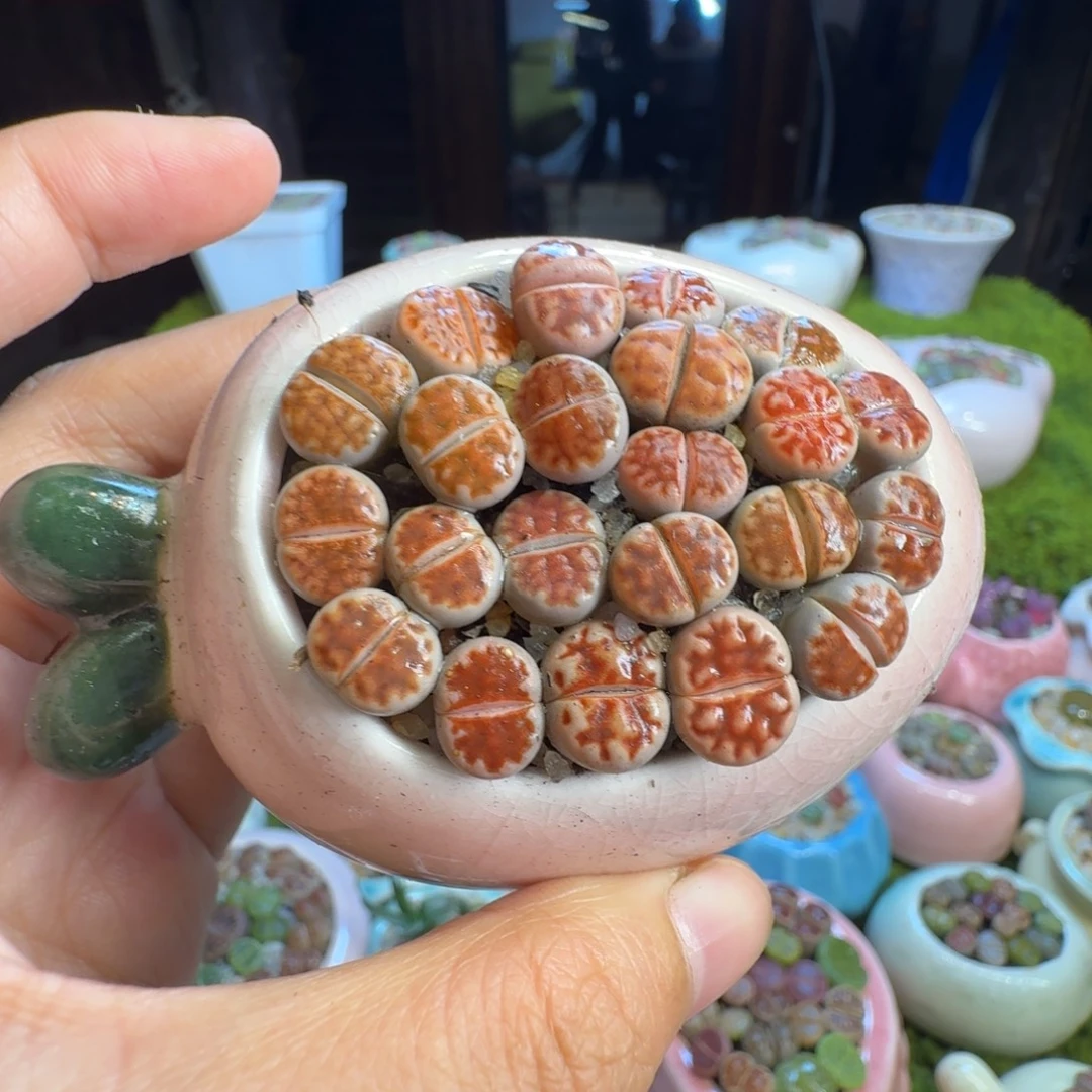 多肉植物开播福利1246