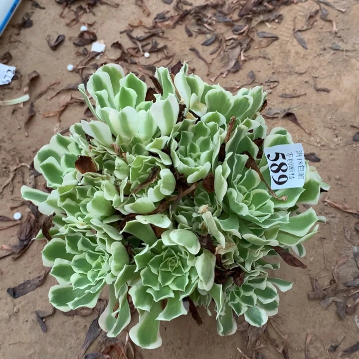 589雨花石绣球东棚