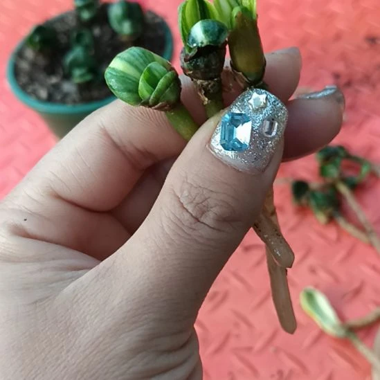新特色花卉君子兰小苗