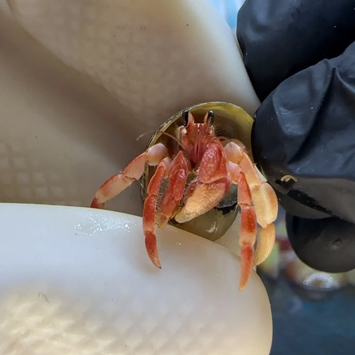 A69小红灰白1.0cm口径