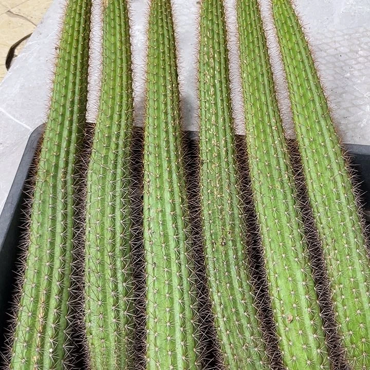 进口金妞金3自根20公分