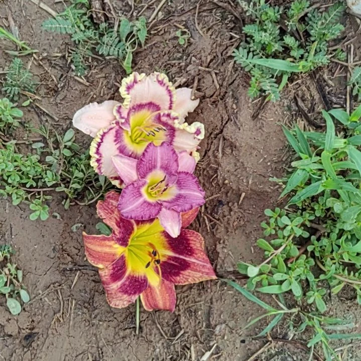 完全开放苹果馅饼偷天布奇