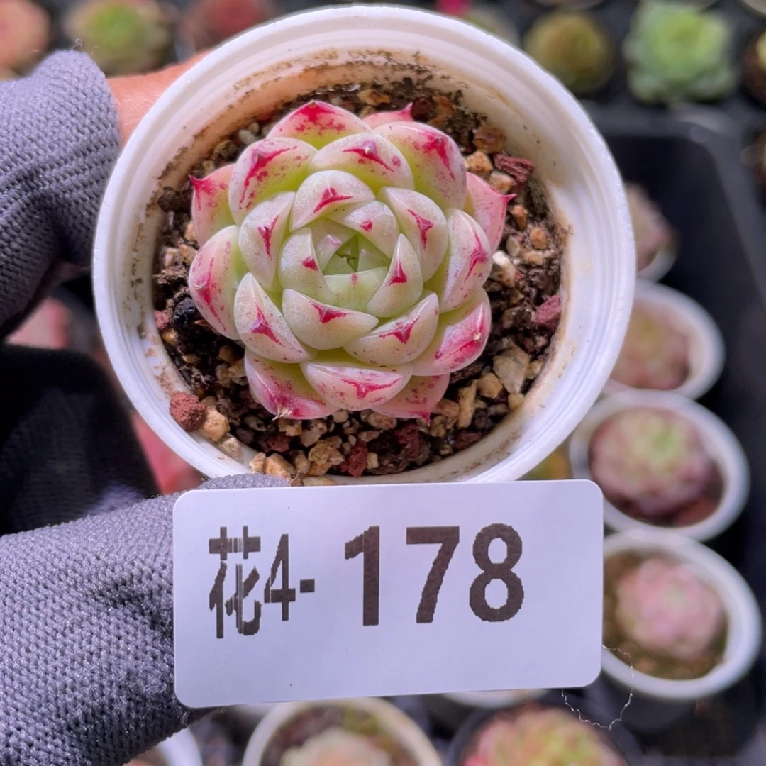 花利美 4-178麦秆