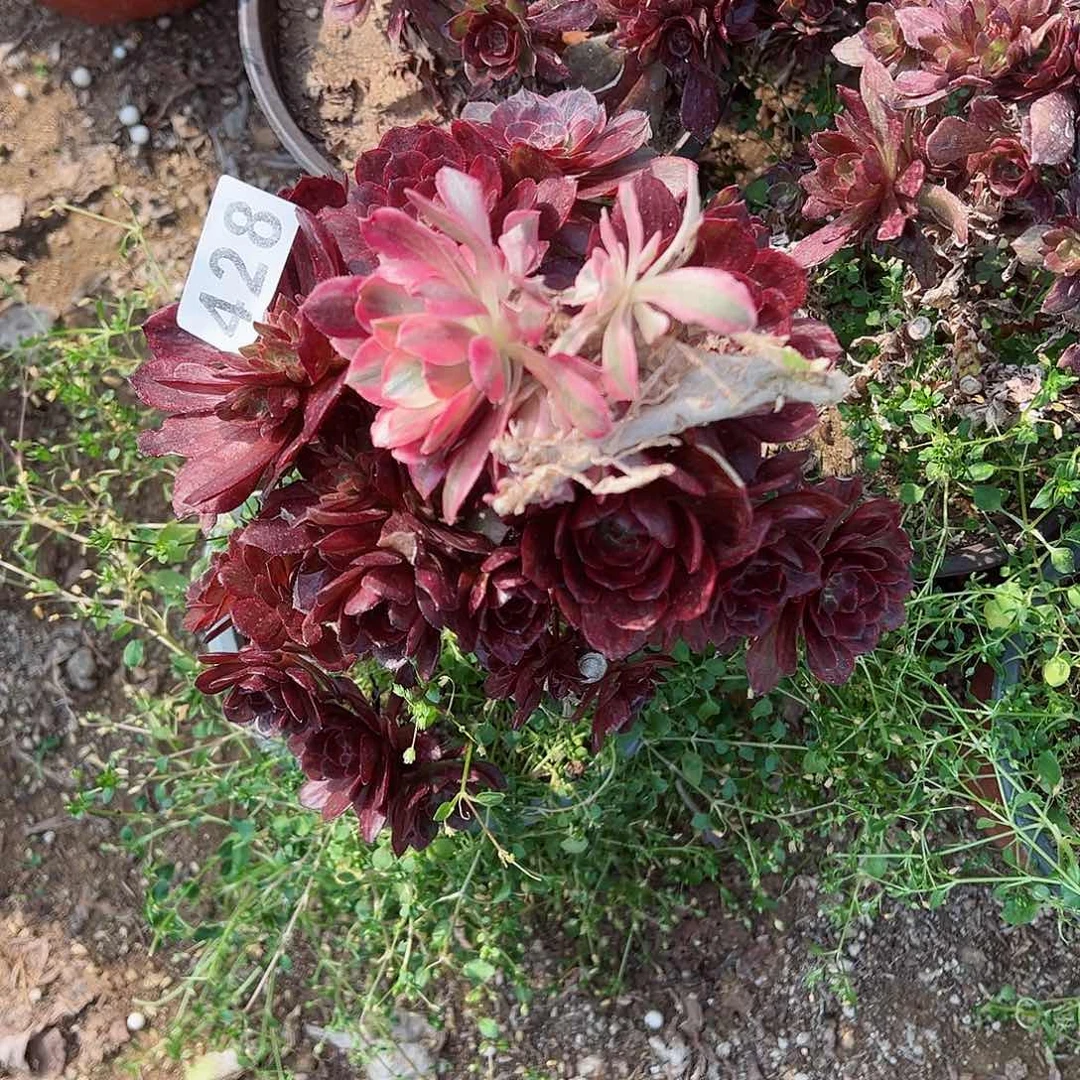 紫砂茶宠砍头裙红霞428