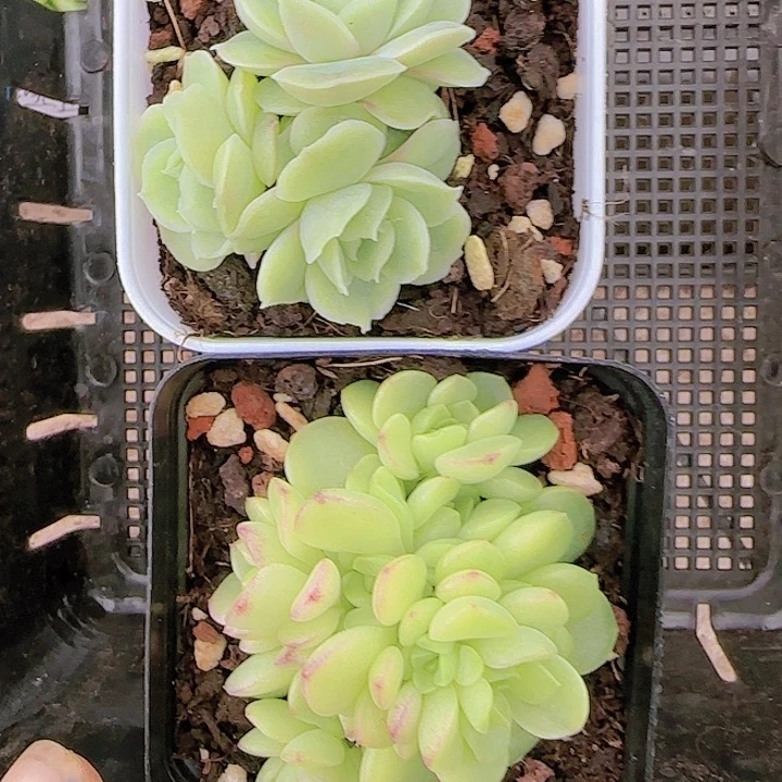 花时光精品多肉26