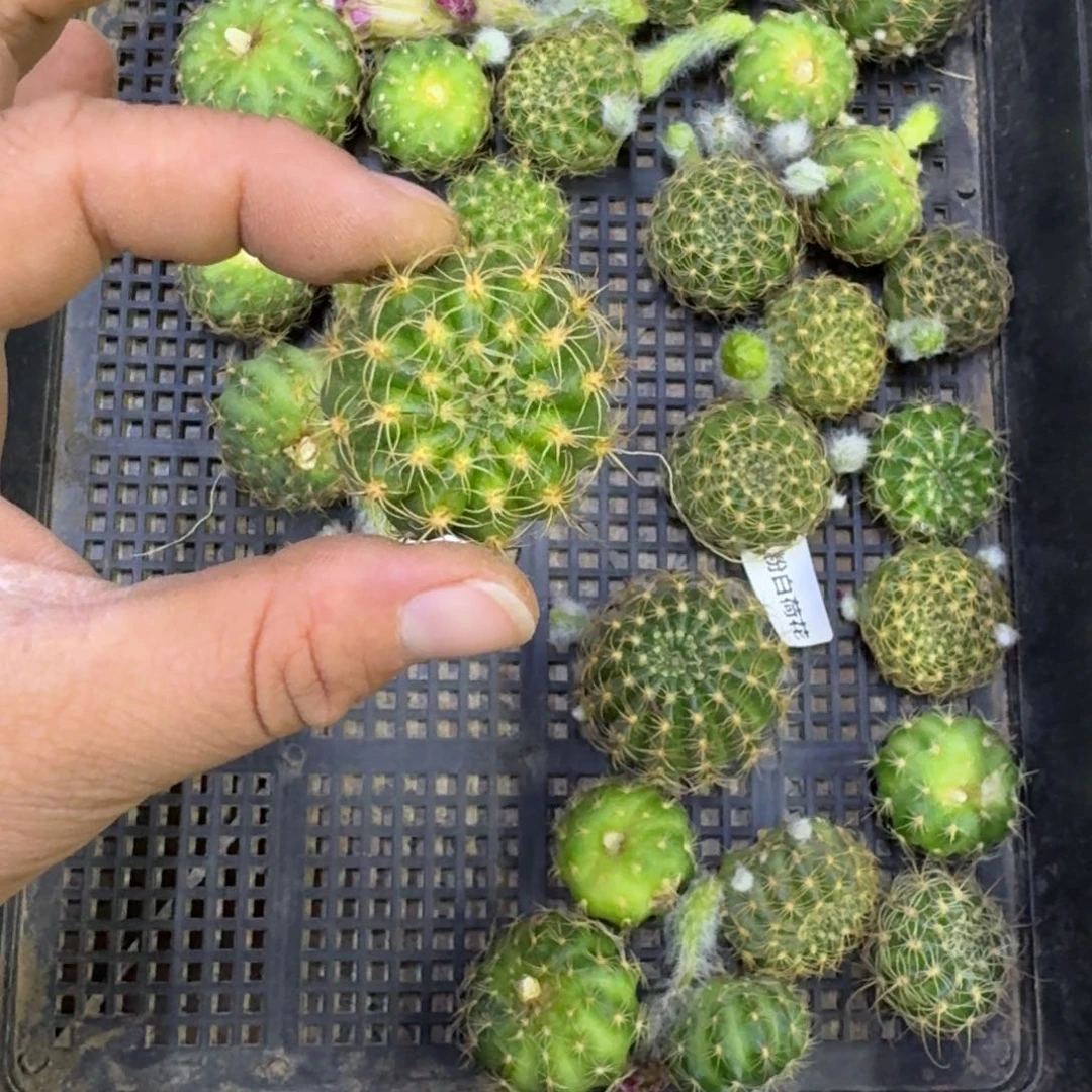 365粉白荷花歪无根侧牙3公分左右，20包邮