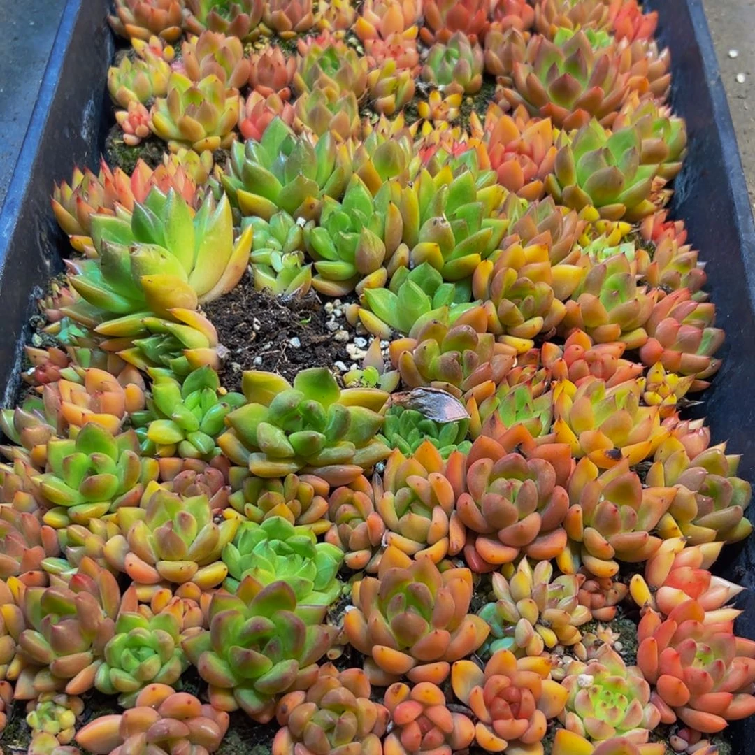 666多肉植物和植物在