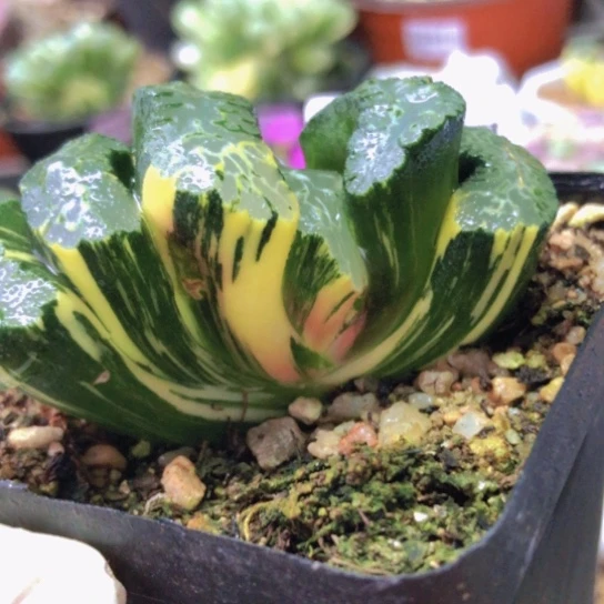 2588，北斋玉扇锦阴阳锦