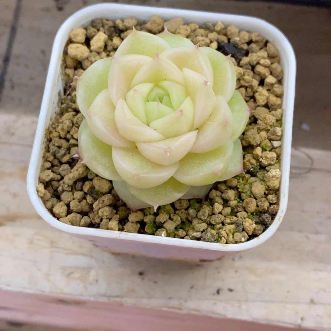 精品多肉一物一拍不包整318