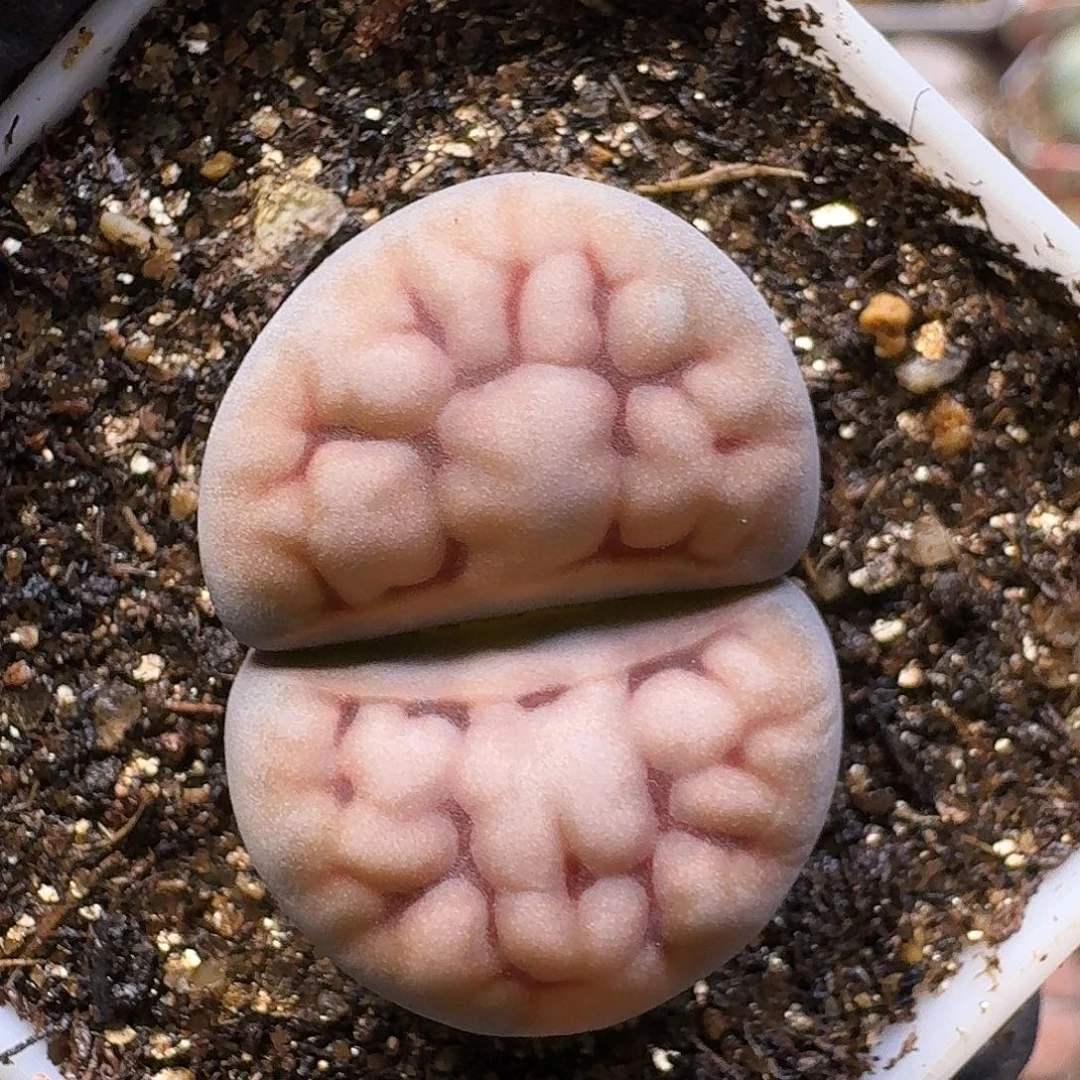 生石花23:：：。  182