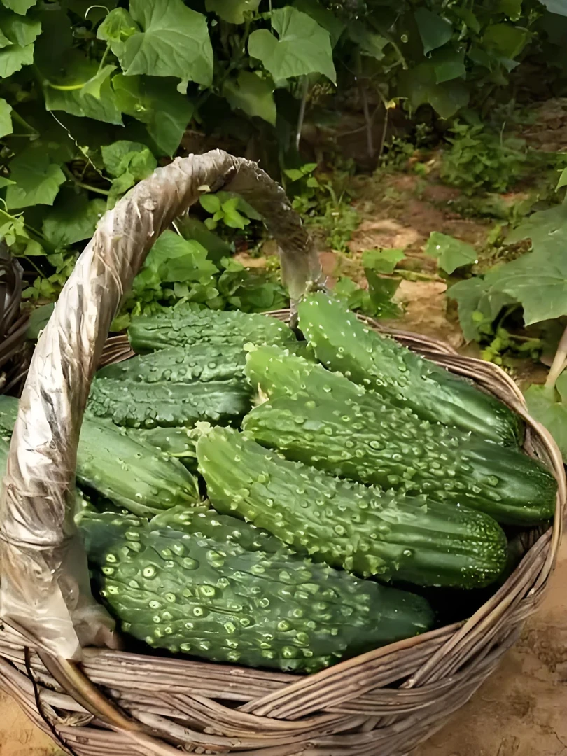 大老蚧甜黄瓜种子大老蚧黄瓜种子