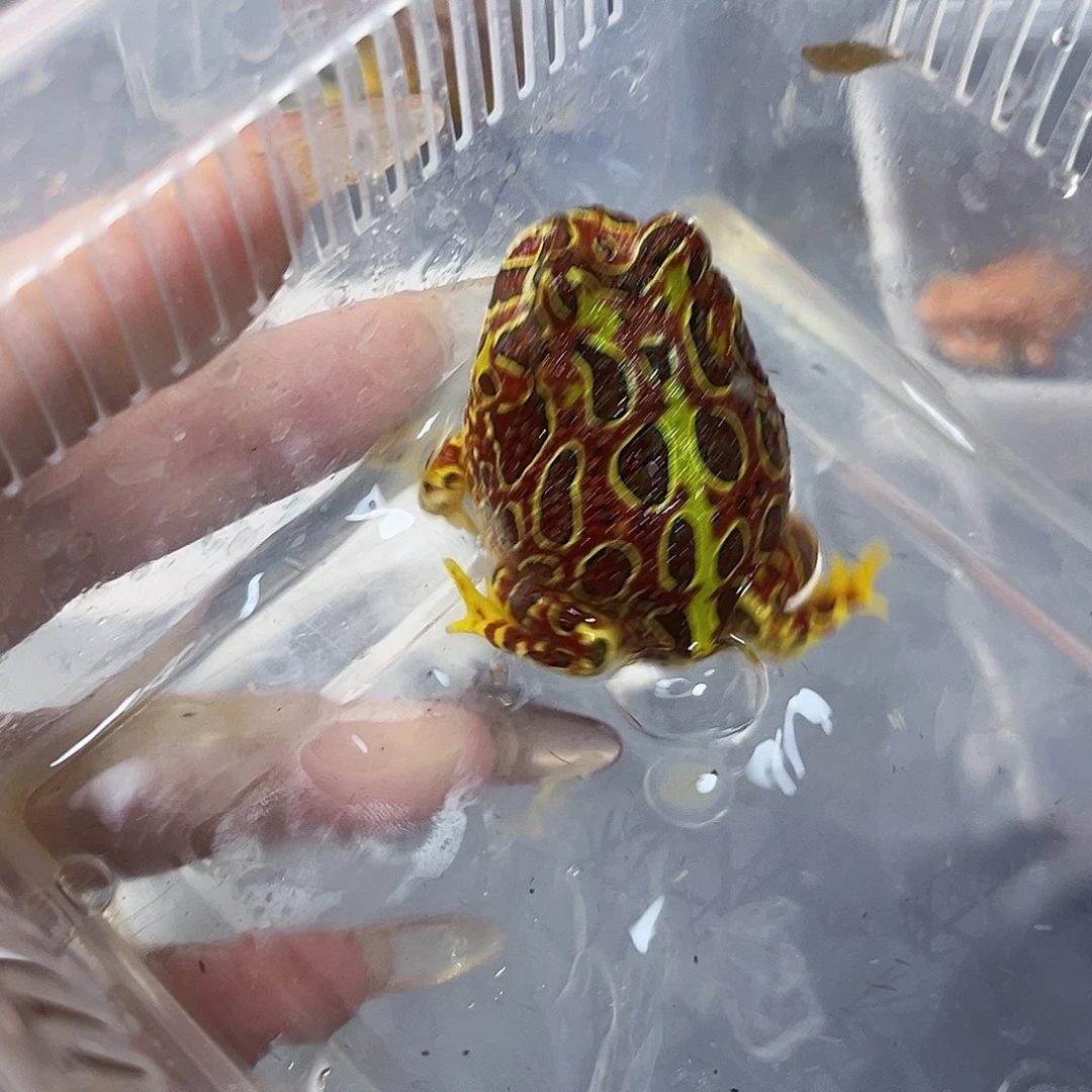 角蛙微瑕台红钟专拍链接