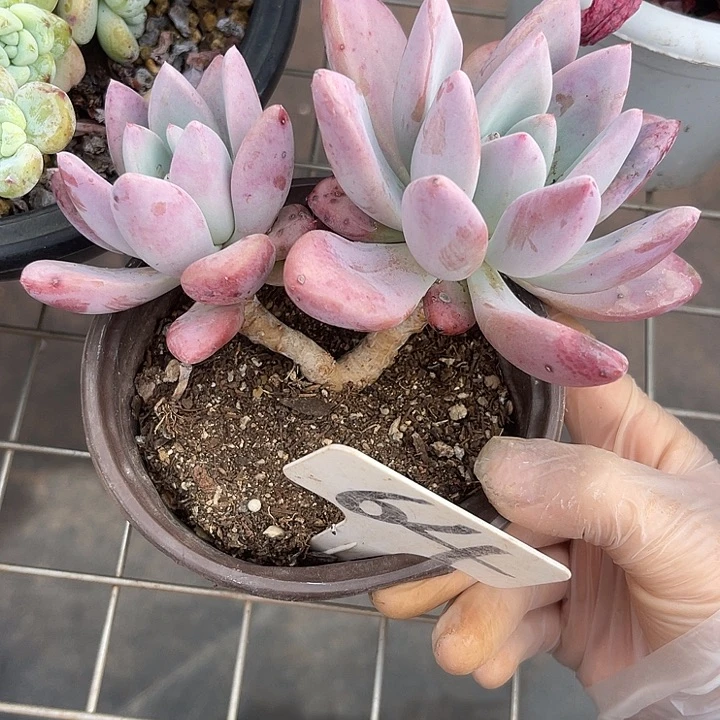两单包邮，一物一拍，64奥普