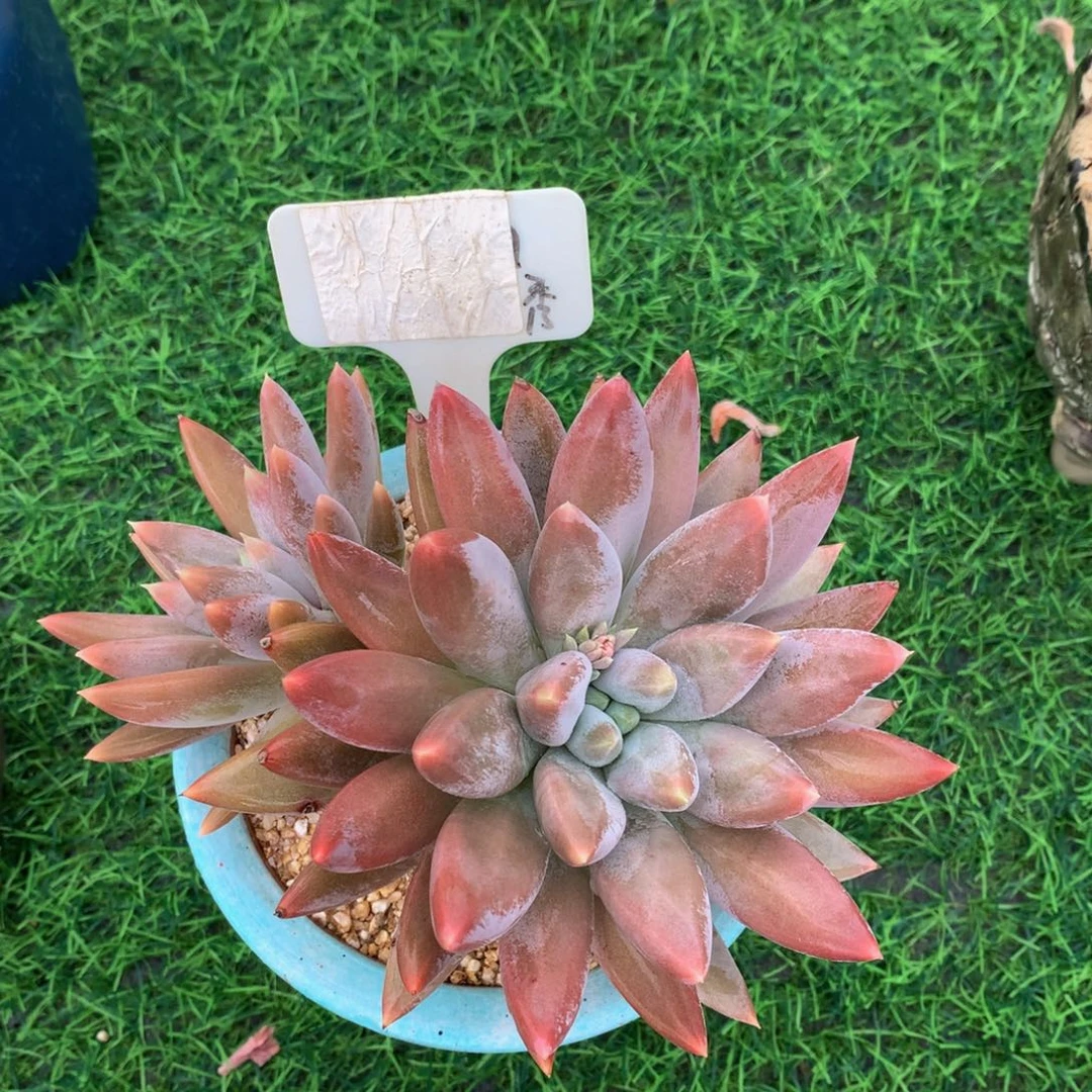 苏***n哥特多肉植物727273737