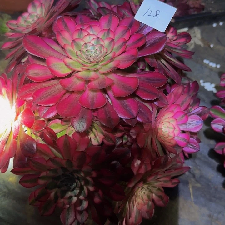 红铜壶超白锦捧花福利128量