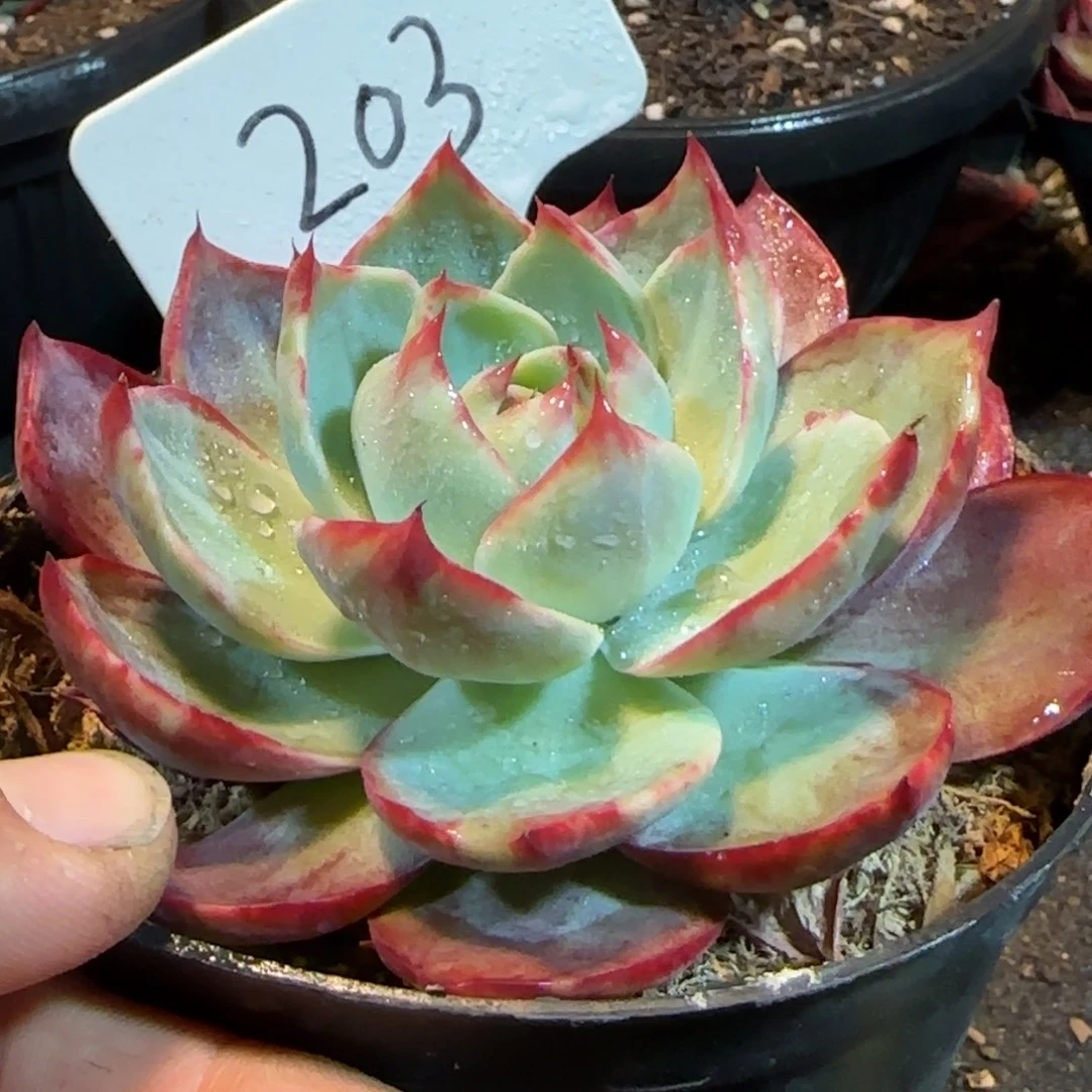 惊鸿一物一拍包装收缩花旱203