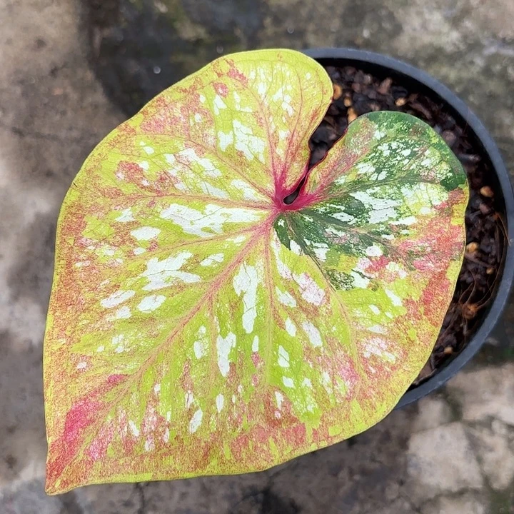 81-1108彩叶芋广东现货