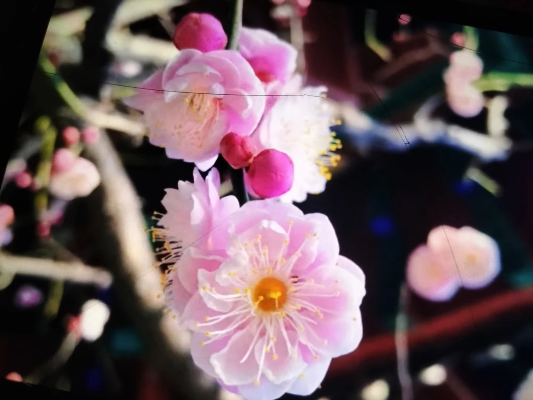 梅花老桩一物一拍包邮