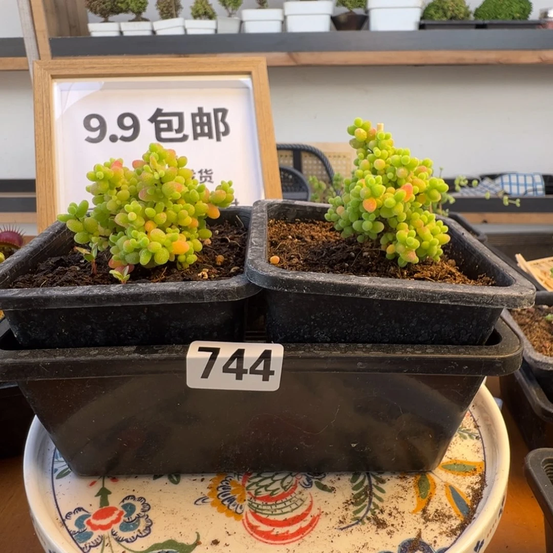 枝干番杏多肉植物744
