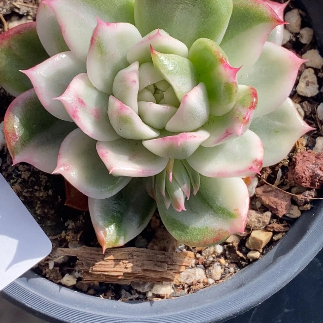 林*子66蝴蝶飞锦 小方花圃一物一拍