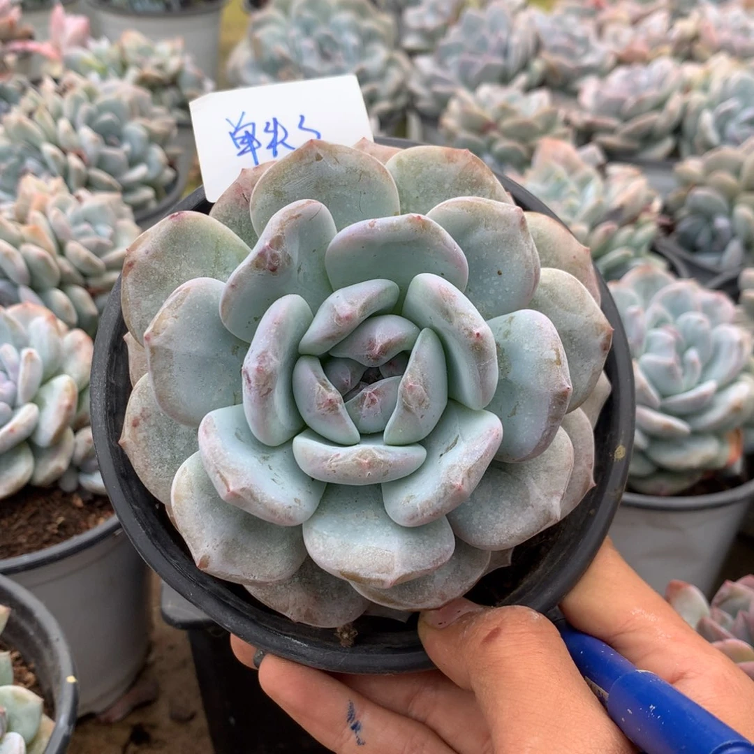 单头3石榴籽花花花花