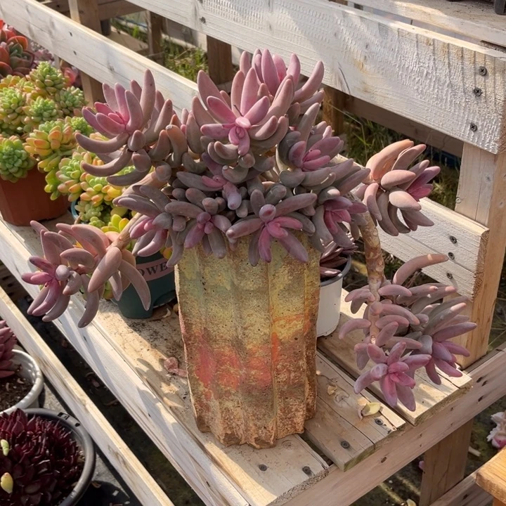 红手指多肉植物2 6 7