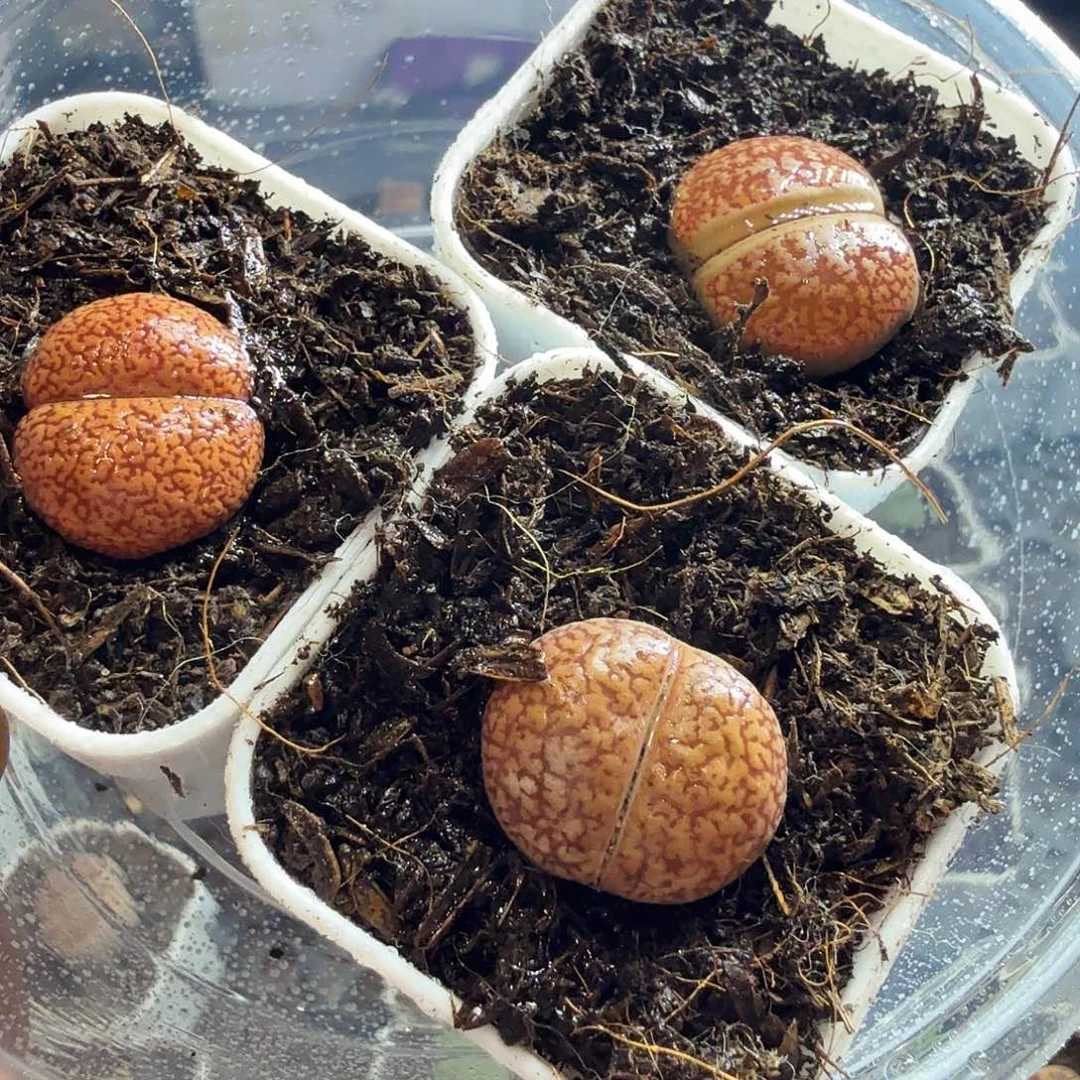 菏***店多肉植物和植物109