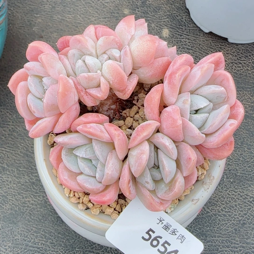 长杆粉胖虎，5654多肉植物