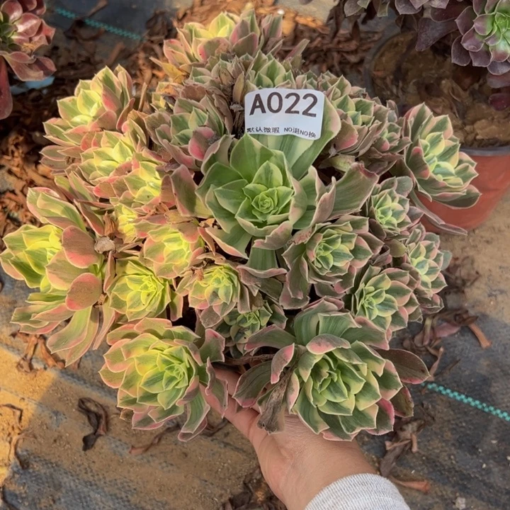 女妖多肉植物022.