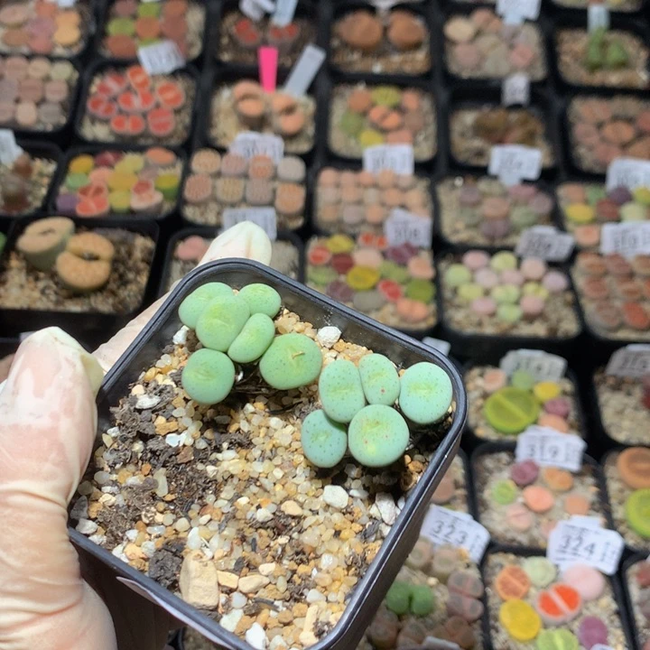 喵* 精品生石花28.475