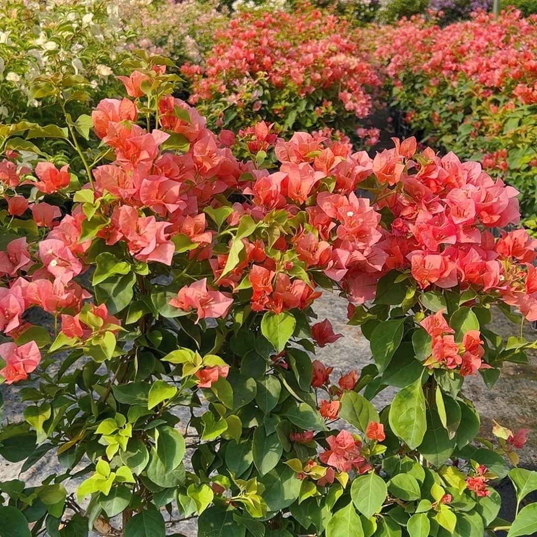 当前无花栽培后可以开花不甜西瓜带竹一棵