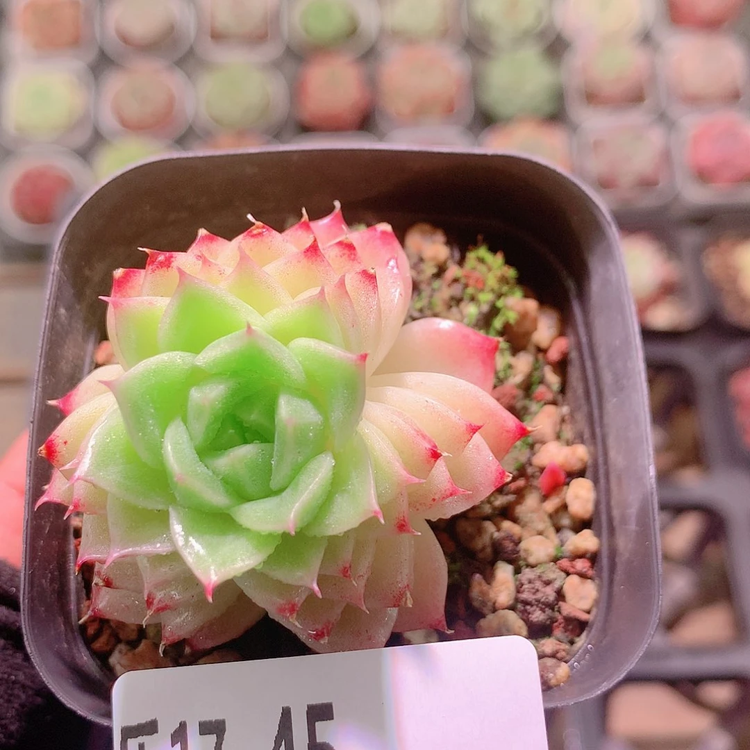 乐然17-45 幻影单头