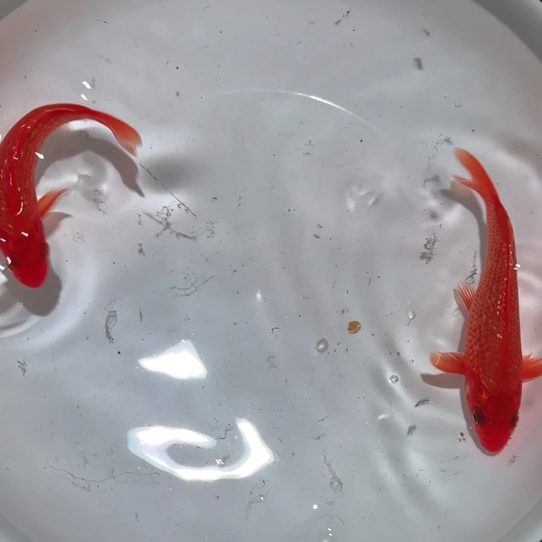锦鲤锦鲤 观赏鱼 锦鲤