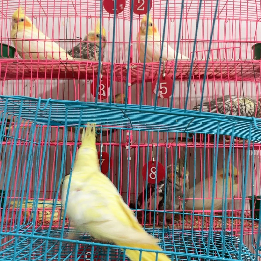 玄凤鹦鹉/鸡尾鹦鹉