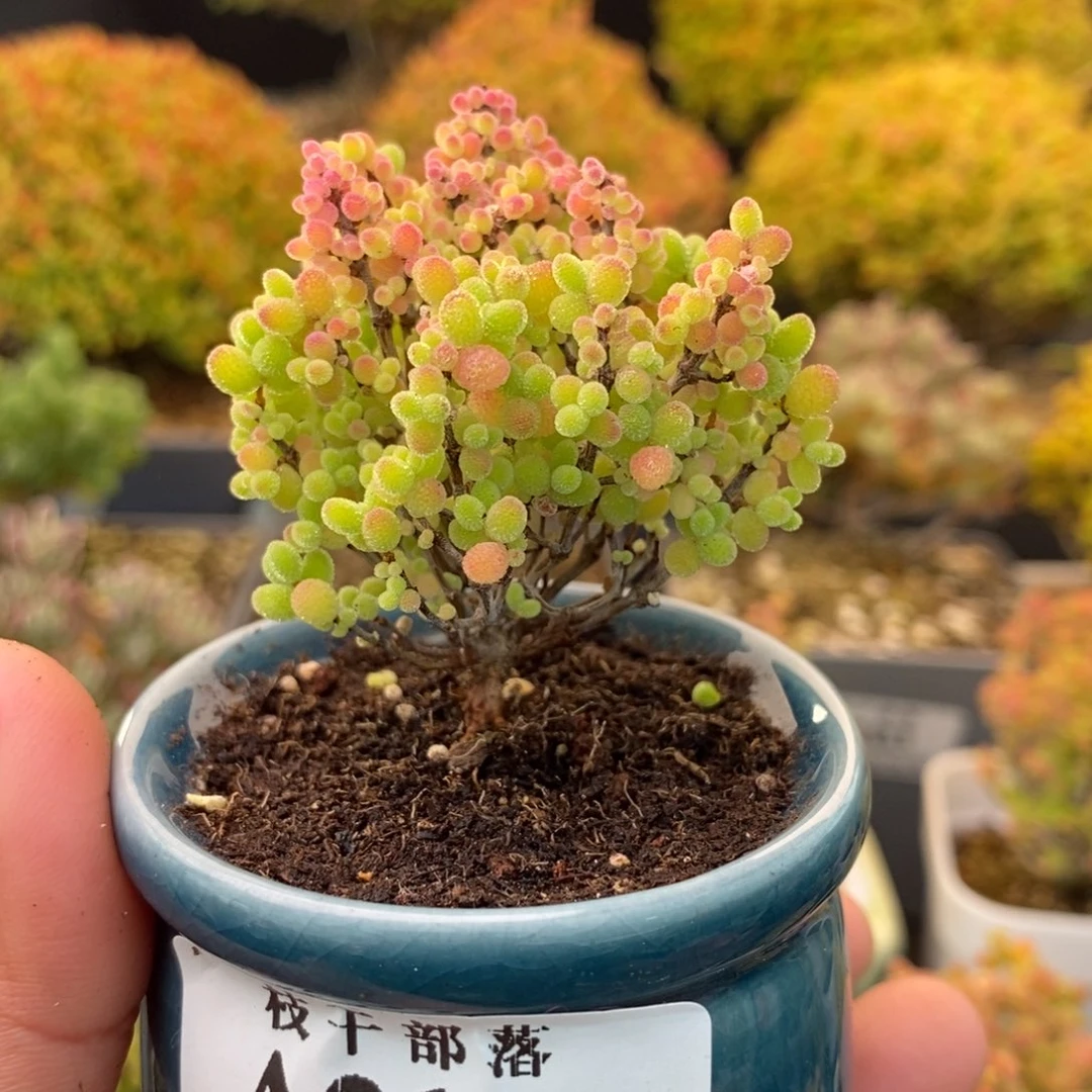 迟***暮210蜜橘糖球 。