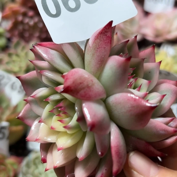 吉娃娃锦多肉植物啊