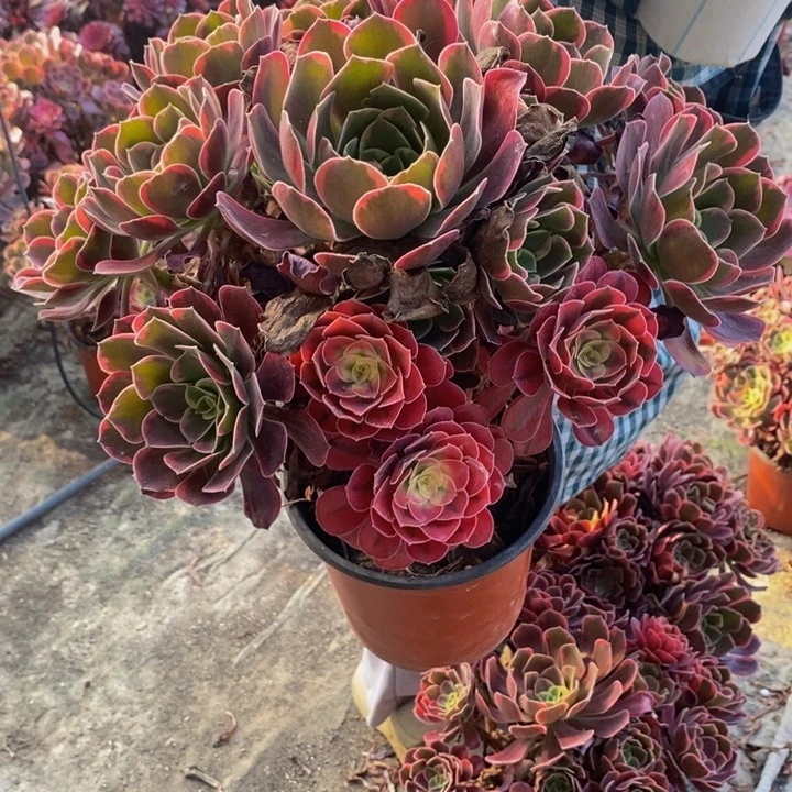 完全开放金丝雀多肉多肉1颗