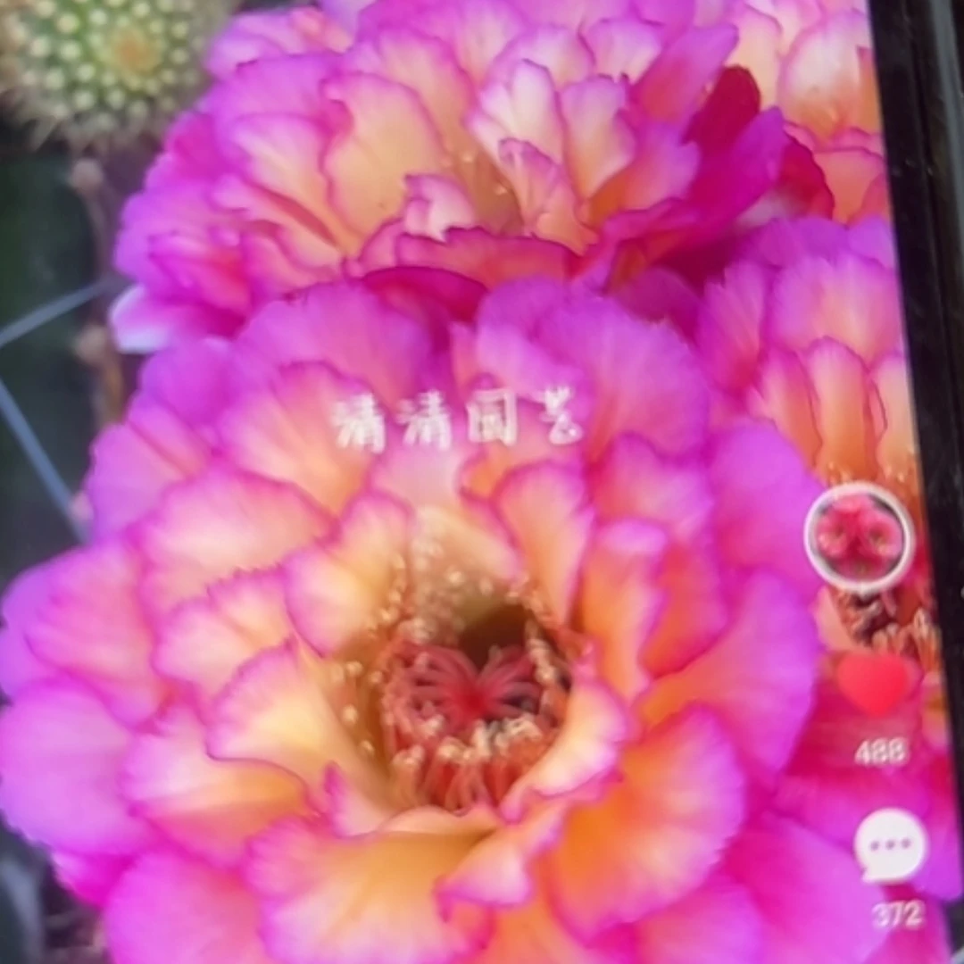 【闪购商品】苏乞儿侧牙