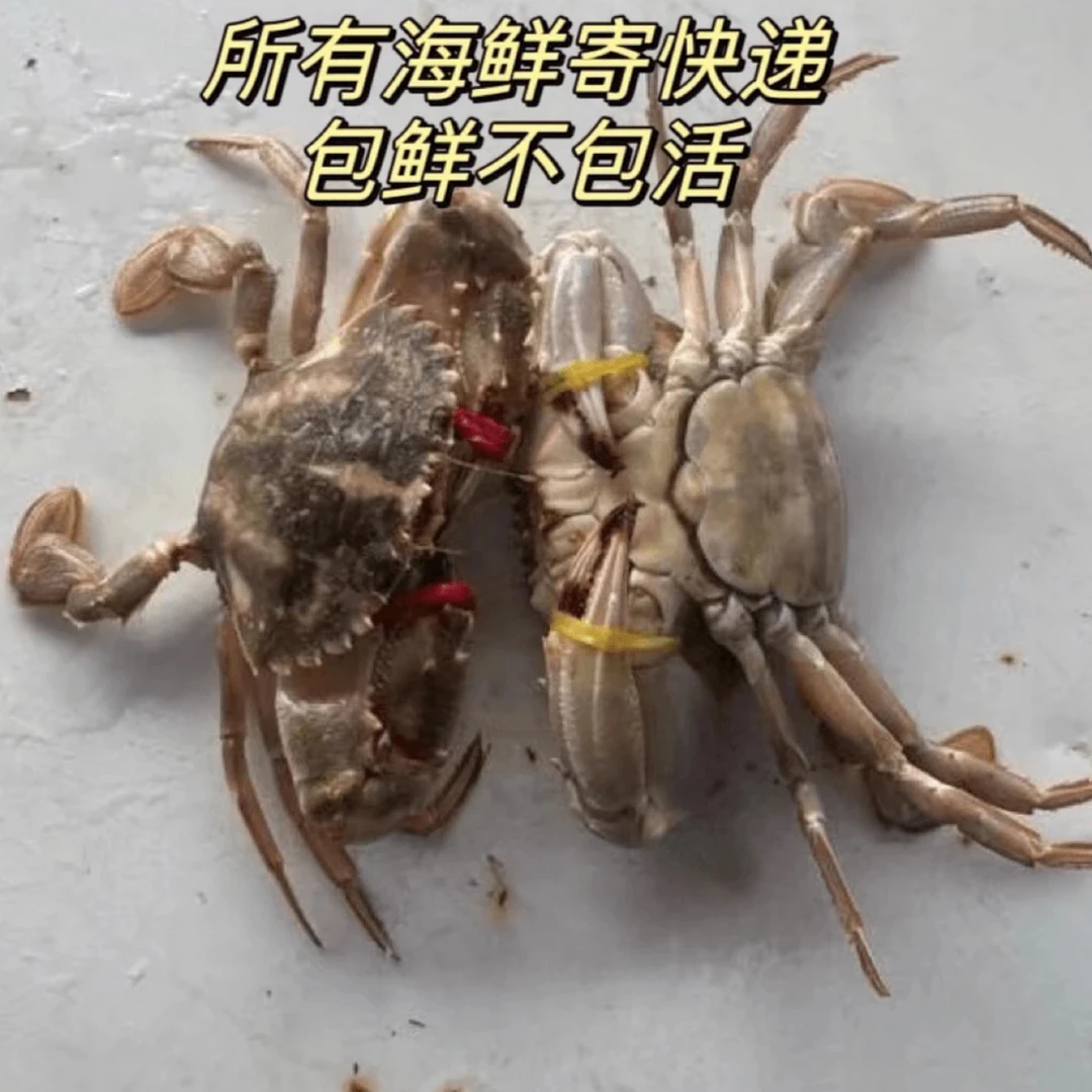 渤海湾花盖蟹 3斤起