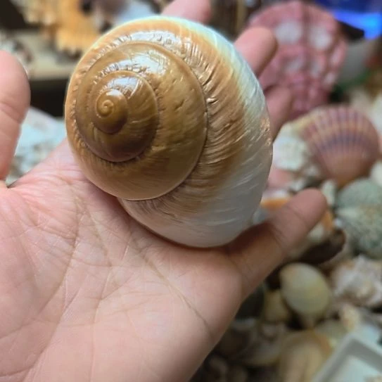 石材天然海螺贝壳