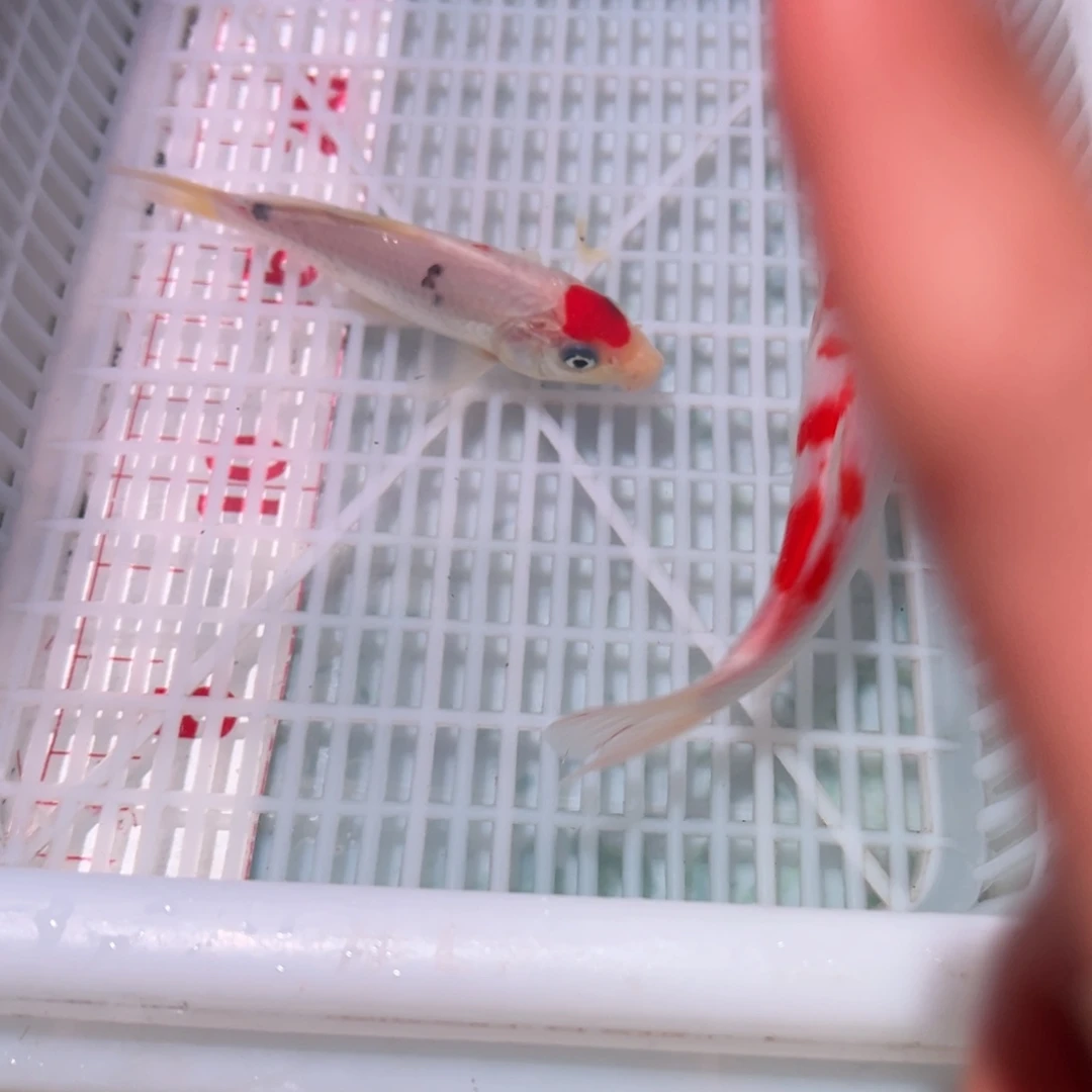 锦鲤锦鲤观赏鱼666