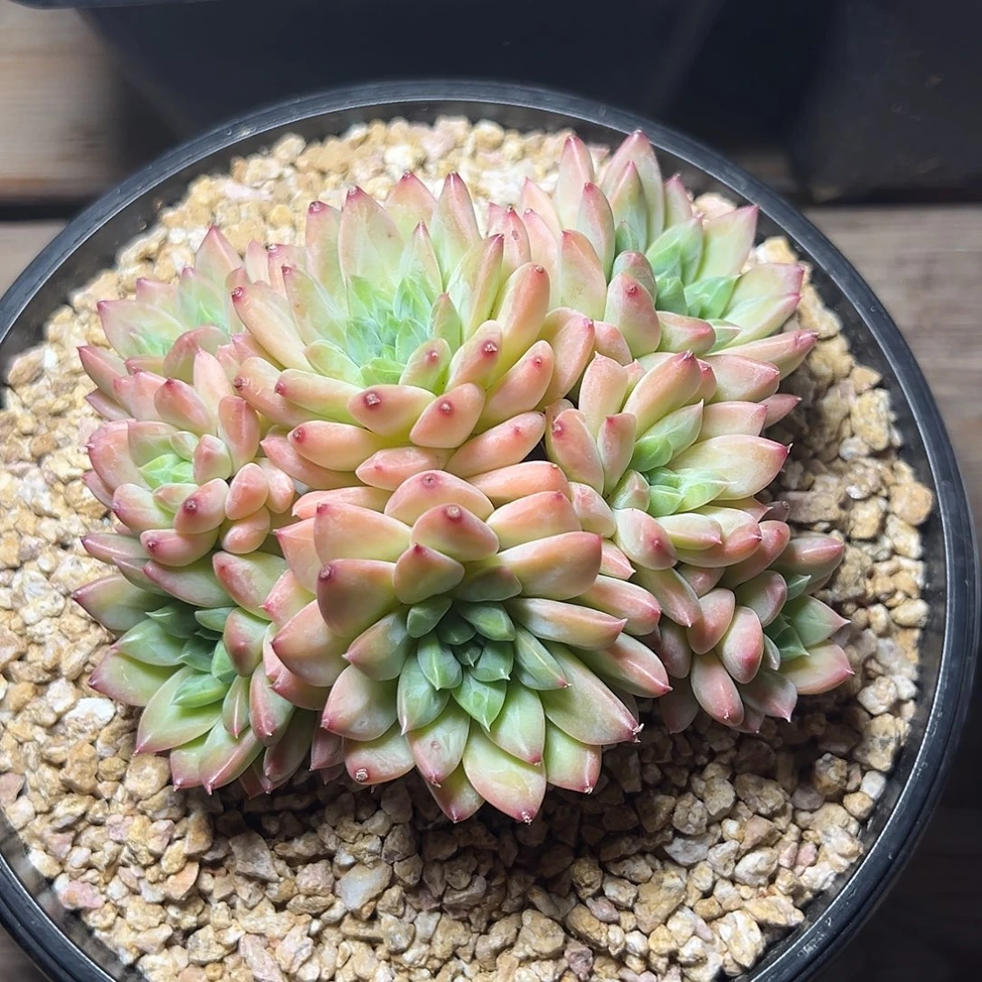 8-16-45精控闪灵群