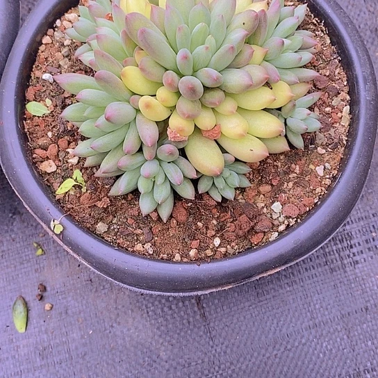爆****岩字多肉植物老桩