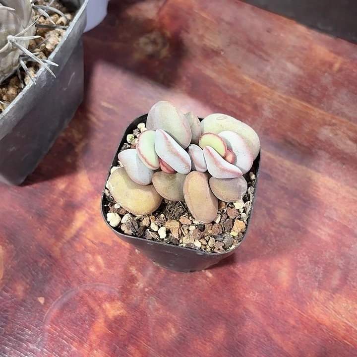 雾*小红蛋仙人球123